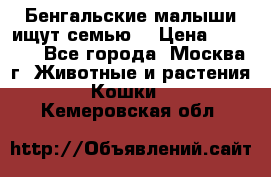 Бенгальские малыши ищут семью) › Цена ­ 5 500 - Все города, Москва г. Животные и растения » Кошки   . Кемеровская обл.